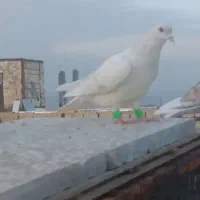 ساده نباتی یا لایی ذات هفت‌رنگ نر مست