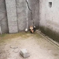 مرغ و خروس چینی|حیوانات مزرعه|رشت, لاکان شهر|دیوار