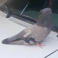 جفت سبز کلایی چشم سفید و ماده چشم سیاه
