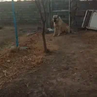 واگذاری سگ نگهبان