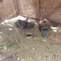بوقلمون