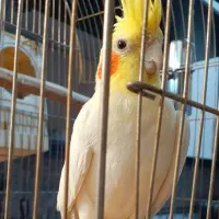 عروس هلندی نر