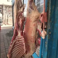 گوشت گوسفندی خوش قیمت