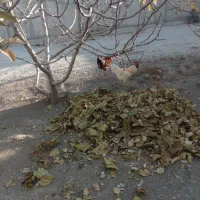 ۲عدد خروس زیبا وسرحال