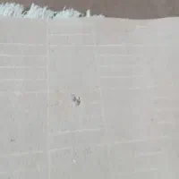 موکت1