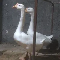 غوغاز اوکراینی نر ماده و قفس مکانیزه