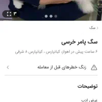 سگ فروش|حیوانات|اهواز, کوی طلاب|دیوار