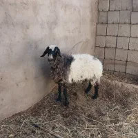 میش محلی