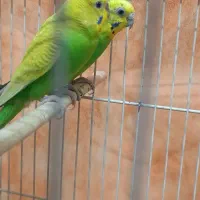 مرغ عشق بالغ۱جفت به همراه ۴ جوجه