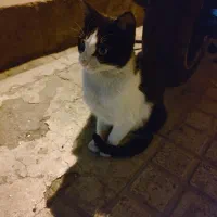 نیاز به سرپرست فوری گربه مادر و بچه|گربه|تهران, دهقان|دیوار