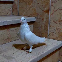 فروش کبوتر سفید مهر پاپر