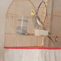 عروس هلندی نر