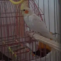 دو عدد عروس هلندی سفید زعفرانی نر