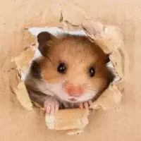 همستر|موش و خرگوش|بیرجند, |دیوار