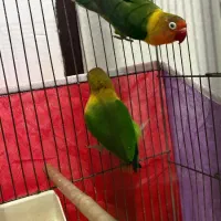 طوطی برزیلی|پرنده|سراب, |دیوار