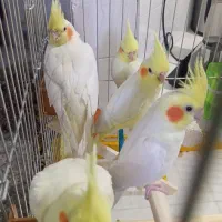 یک جفت عروس هلندی لوتینیوم به همراه ۳جوجه