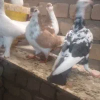 جفتی وهوایی