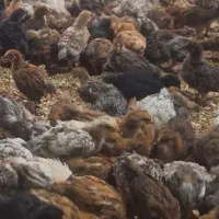 جوجه گلپایگان 35روزه