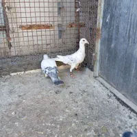 چهار تا نر قلدر و ضمانتی‌باسه‌تا‌جوجه‌|پرنده|تربت‌حیدریه, رضاشهر|دیوار