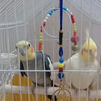 یک جفت عروس هلندی مولد 
