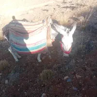 الاغ|حیوانات مزرعه|بروجن, |دیوار