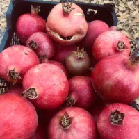 انار رباب یه جا 700کیلو|عمده‌فروشی|مرودشت, نقش رستم|دیوار