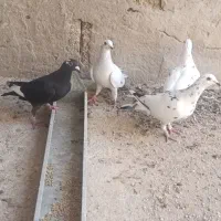 کبوتر|پرنده|برازجان, |دیوار