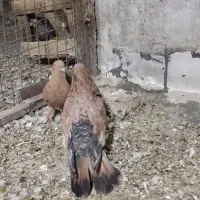 کبوتر تاپ و دم سفید