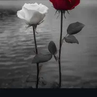 شناسناسنامه گم شده هرمی پیدا کرد شیرینی داره