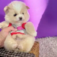 پامر عروسکی زیبا کادو یلدایی