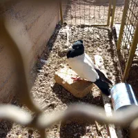 کفتر کله دم سیاه