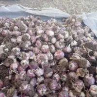 خرید سیر زیر سورت و ضایعات