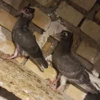 کبوتر جوجه دمسفید|پرنده|کارون, |دیوار