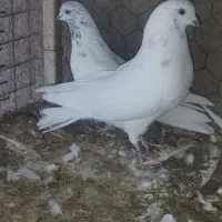 کفتر|پرنده|زارچ, |دیوار