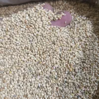 فروش انواع دان پرنده حبوبات ونبات بصورت عمده وجزیی