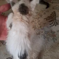 ۲ عدد گربه ۲ ماهه واگذاری رایگان|گربه|شهریار, شهریار|دیوار