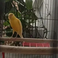 قناری بخون