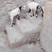 نری و گیسه خواهر برادرن