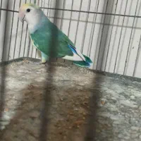 طوطی برزیلی|پرنده|قائمشهر, |دیوار