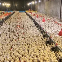 فروش سالن مرغداری مجهز و اتومات تربت جام|فروش دفتر صنعتی، کشاورزی، تجاری|مشهد, انبارنفت|دیوار