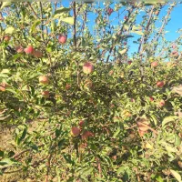 نقد و اقساط باغ شهری|فروش دفتر صنعتی، کشاورزی، تجاری|شیراز, کودیان|دیوار