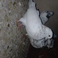 کبوتر پرشی|پرنده|مزرعه کتول, |دیوار