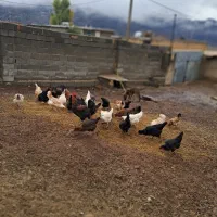 مرغ محلی تخمگذار،  درشت و چاق  بیضا