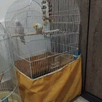 عروس هلندی زیبا یک جفت|پرنده|قم, شهر قائم|دیوار