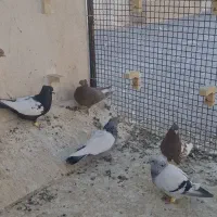 دسته ۸تایی بهبهونی