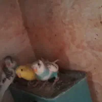 چهارعدد جوجه مرغ عشق  خوش رنگ|پرنده|پاکدشت, پاکدشت (مامازند)|دیوار