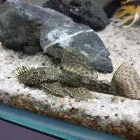 لجن خار کت پوزه بوته‌ای