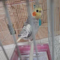 عروس هلندی