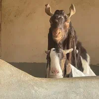 بز پاکستانی