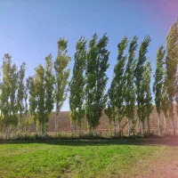 فروش درخت راجی